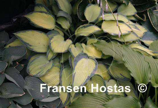 Hosta Katherine Lewis